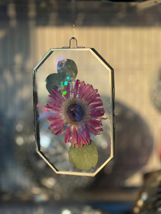 Eternal Bloom #Daisy1mini