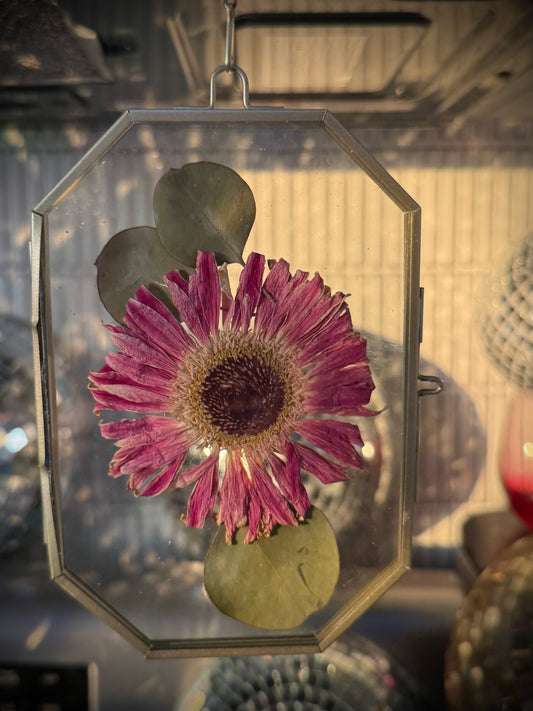 Eternal Bloom #Daisy1mini